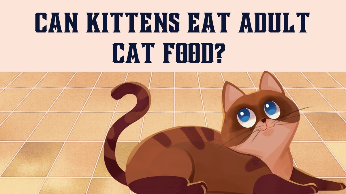 can kittens eat adult cat food